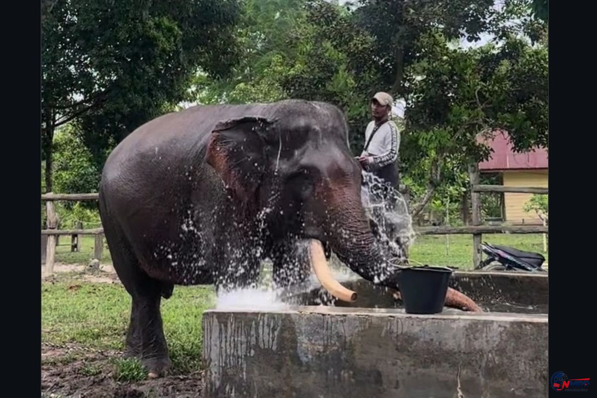Gajah Sumatra Indro Mati di Tesso Nilo, Populasi Diperkirakan Tinggal 147 Ekor