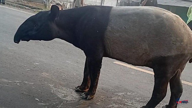 Tragis! Tapir Langka Tersesat ke Pemukiman Mesuji Lampung, Dijadikan Buruan dan Dimakan Warga