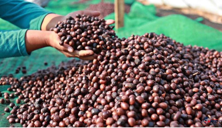 Kopi Indonesia Tembus Pasar China dan Maroko, Ekspor 38,4 Ton Bernilai Rp3,7 Miliar Dilepas