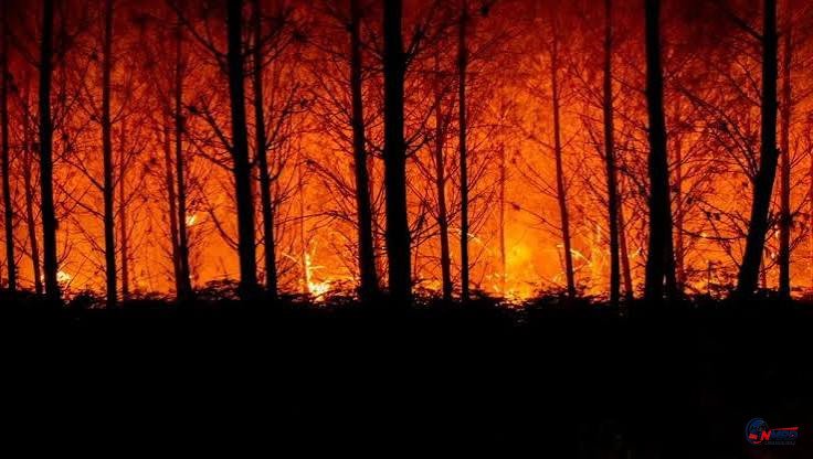 Gelombang Panas Ekstrem 42 Derajat Celsius Picu Kebakaran Hutan Dahsyat di Eropa, Ratusan Ribu Hektare Hangus