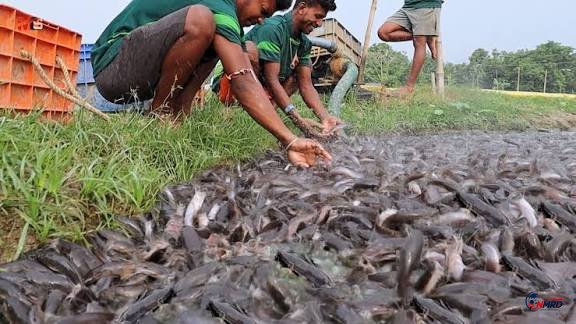 India Musnahkan 36 Ton Ikan Lele Thailand, 11 Tambak di Nagpur Digerebek