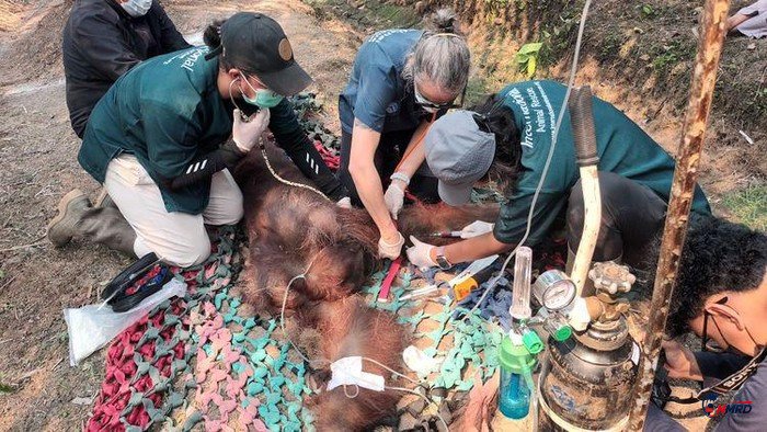 Terpapar Asap Karhutla, Orangutan Sampurna di Ketapang Mati Usai Jalani Perawatan Intensif