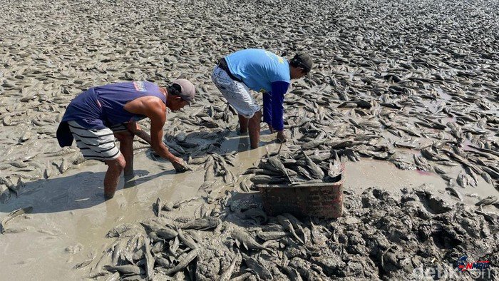 Ribuan Ikan Sapu-Sapu Terdampar di Sungai Juana yang Mengering, Warga Berbondong-bondong Mengambil hingga Pakai Pikap