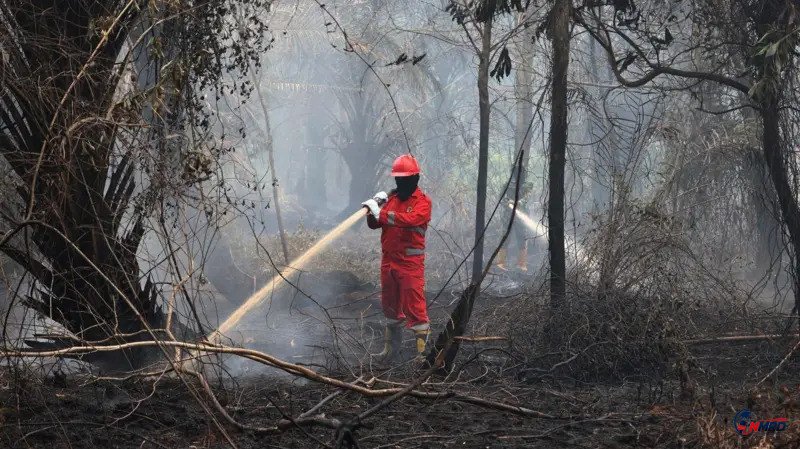 Kabut Asap Pekat Batalkan Seluruh Operasi Udara Tim Pemadam Jepang di Kalimantan Barat