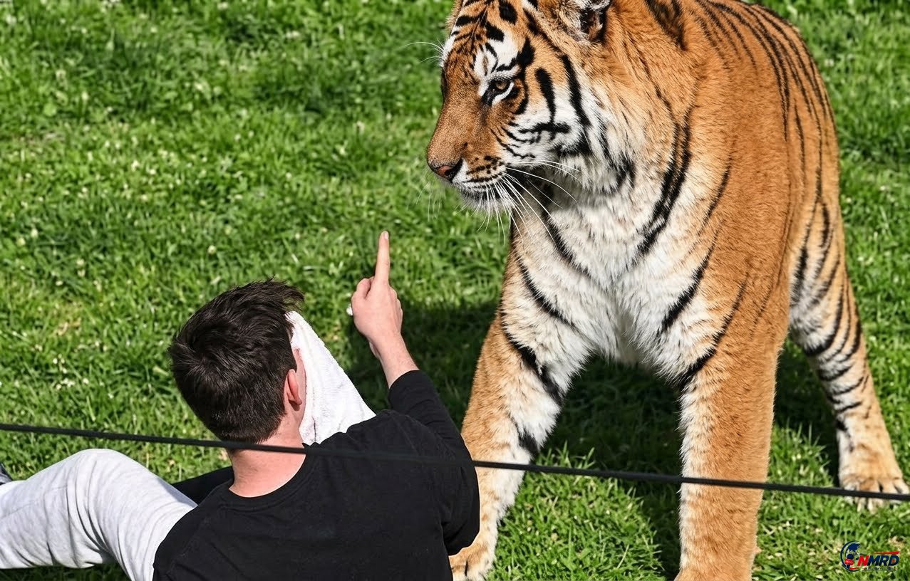 Pria Tewas Diterkam Harimau Usai Lompat ke Kandang di Inggris, Pengelola Pastikan Satwa Tak Disuntik Mati